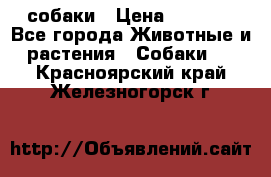 собаки › Цена ­ 2 500 - Все города Животные и растения » Собаки   . Красноярский край,Железногорск г.